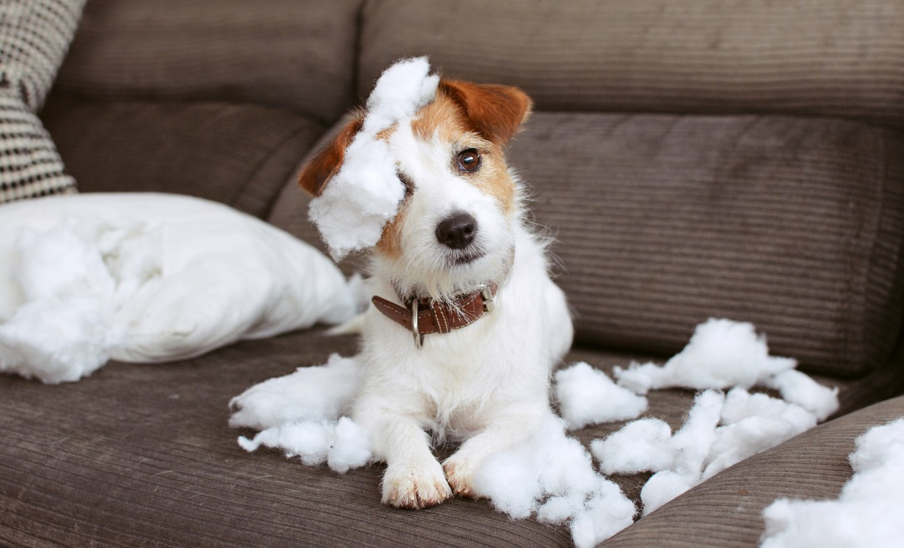 Jack Russell sitzt mit zerpflücktem Kissen auf der Couch