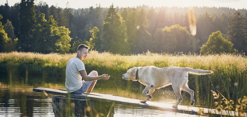 Ein Mann spielt mit seinem Golden Retriever im Grünen.