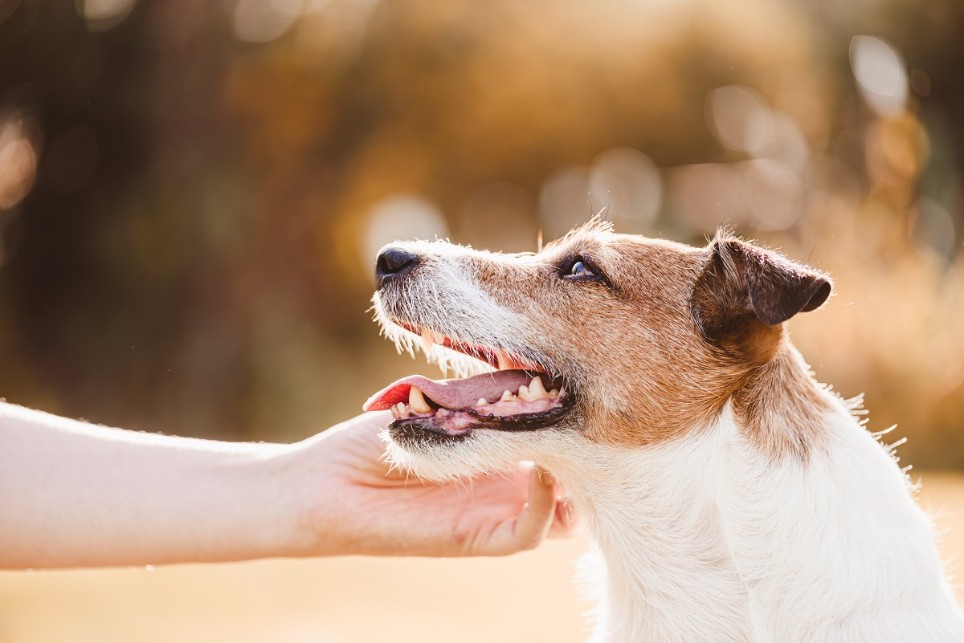 Hundehaftpflicht Pflicht 1